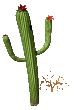 GIFs en Cactus
