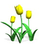 GIFs en Tulipanes