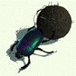 GIFs en Escarabajos Peloteros