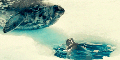 GIF animado (5873) Beso focas