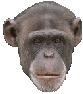 GIF animado (8985) Cabeza de chimpance