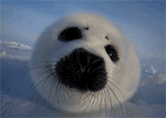 GIF animado (5874) Cara foca