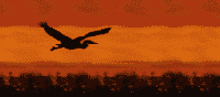 GIF animado (6858) Ciguena volando