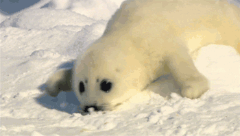 GIF animado (5875) Cria foca