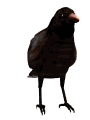 GIF animado (6894) Cuervo