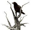 GIF animado (6896) Cuervo en un arbol