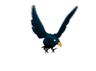 GIF animado (6897) Cuervo volando