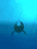GIF animado (5768) Delfin