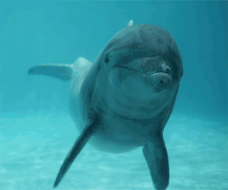 GIF animado (5782) Delfin
