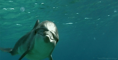 GIF animado (5796) Delfin nadando