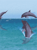 GIF animado (5806) Delfines saltando