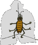 GIF animado (8261) Escarabajo atrapado
