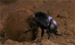 GIF animado (8274) Escarabajo bola estiercol