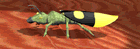 GIF animado (8256) Escarabajo d