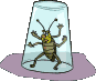 GIF animado (8267) Escarabajo en un vaso