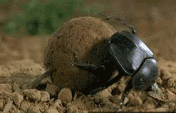 GIF animado (8275) Escarabajo estiercol