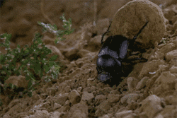 GIF animado (8280) Escarabajo pelotero accion