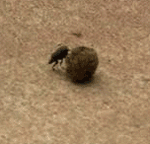 GIF animado (8281) Escarabajo pelotero bola