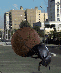 GIF animado (8282) Escarabajo pelotero ciudad