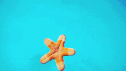GIF animado (5821) Estrella mar