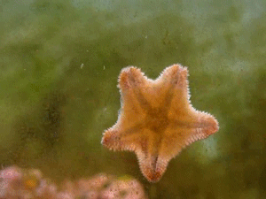 GIF animado (5823) Estrella mar