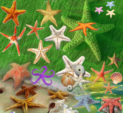 GIF animado (5862) Estrellas mar