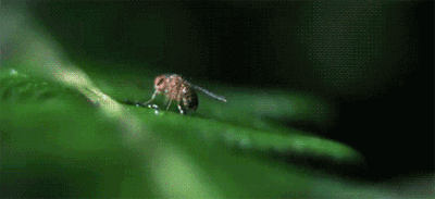 GIF animado (8126) Oruga comiendo mosca