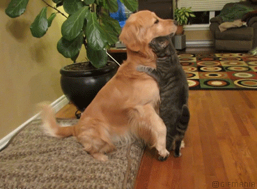 GIF animado (10989) Perro gato abrazo