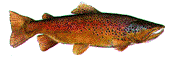 GIF animado (6483) Salmon