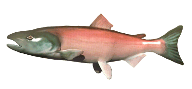 GIF animado (6484) Salmon