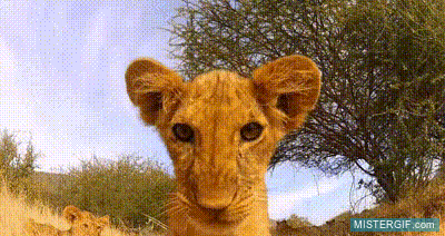 GIF animado (121507) La reaccion de un cachorro de leon encontrando una camara