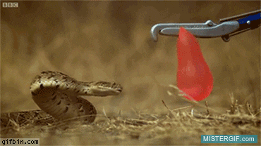 GIF animado (121514) Serpiente vs globo de agua en camara lenta