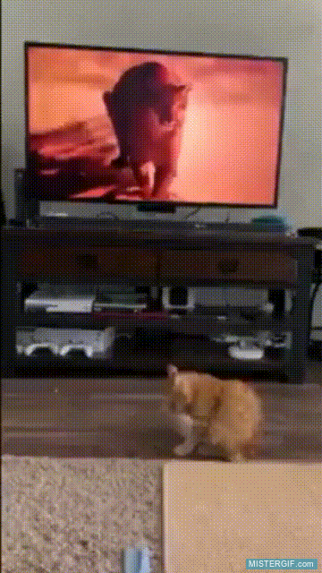 GIF animado (121530) La prueba de que los animales entienden lo que sale en la television