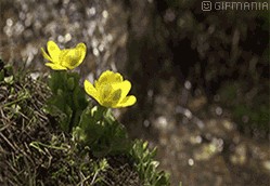 GIF animado (66392) Flores rio