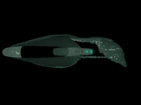 GIF animado (74685) Nave romulana clase warbird