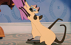 GIF animado (82430) Gatos siameses