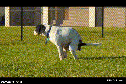 GIF animado (91061) Cada vez que veo cagar a mi perro me lo imagino asi